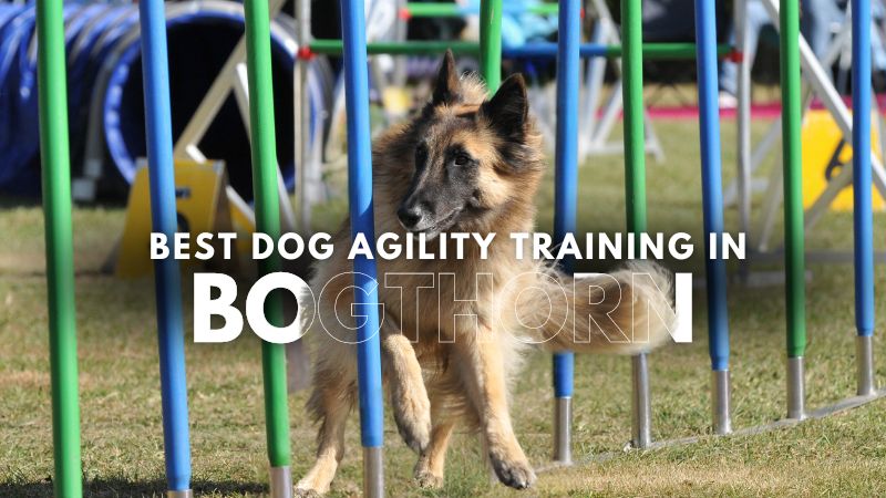 Best Dog Agility Training in Bogthorn