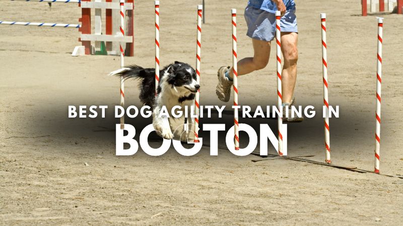 Best Dog Agility Training in Bogton