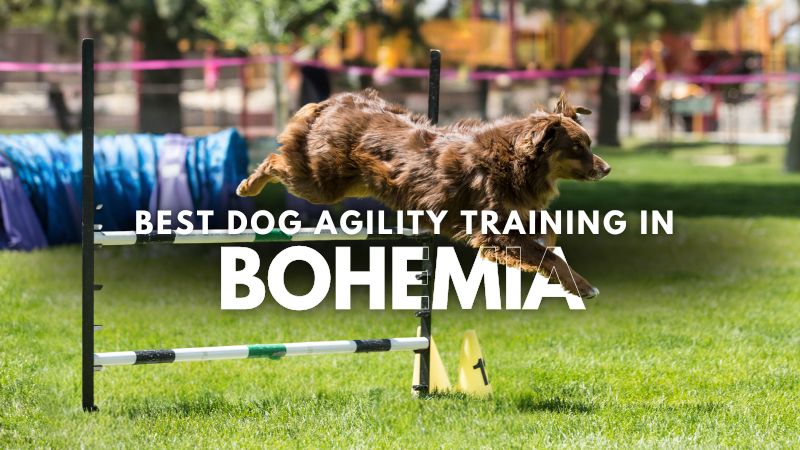 Best Dog Agility Training in Bohemia