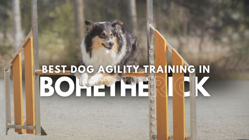 Best Dog Agility Training in Bohetherick