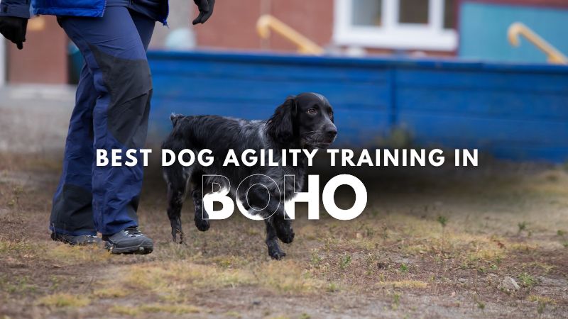 Best Dog Agility Training in Boho