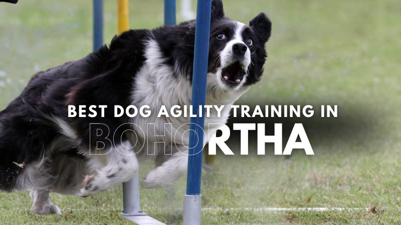 Best Dog Agility Training in Bohortha