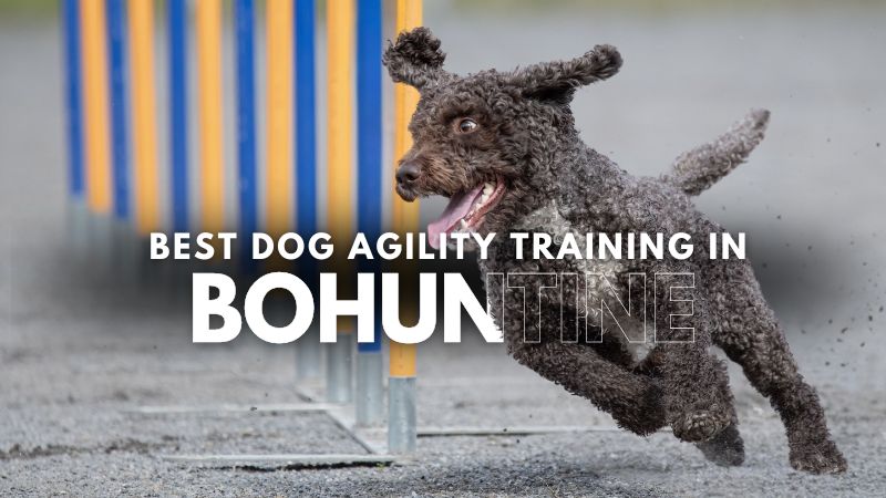 Best Dog Agility Training in Bohuntine