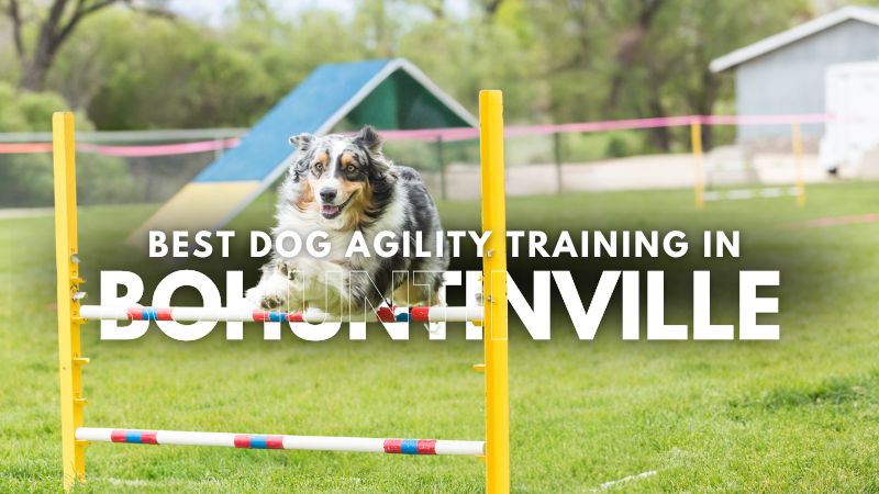 Best Dog Agility Training in Bohuntinville