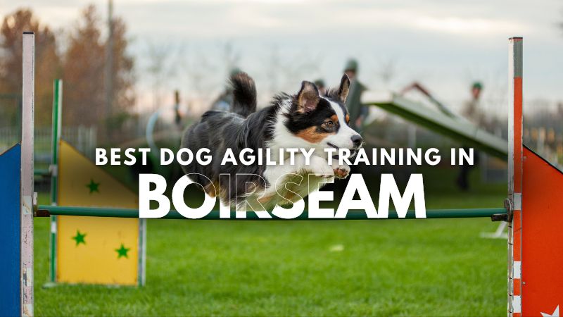 Best Dog Agility Training in Boirseam