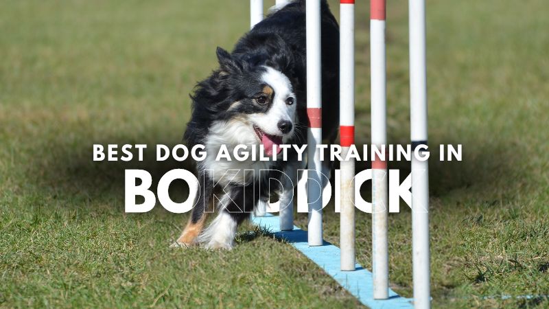 Best Dog Agility Training in Bokiddick