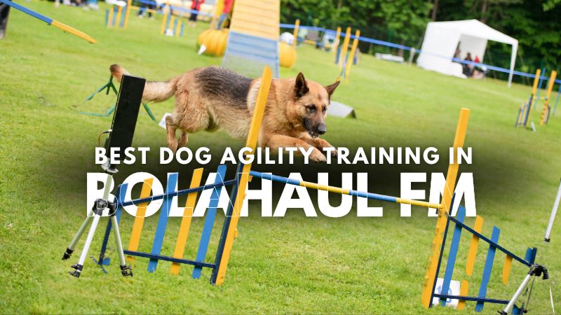 Best Dog Agility Training in Bolahaul Fm