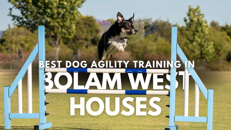 Best Dog Agility Training in Bolam West Houses