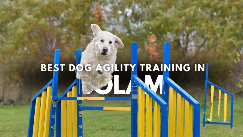 Best Dog Agility Training in Bolam