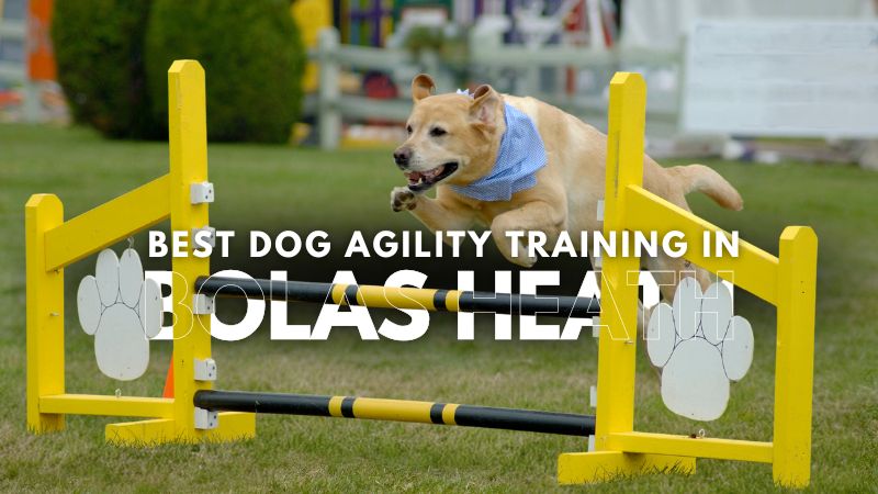 Best Dog Agility Training in Bolas Heath