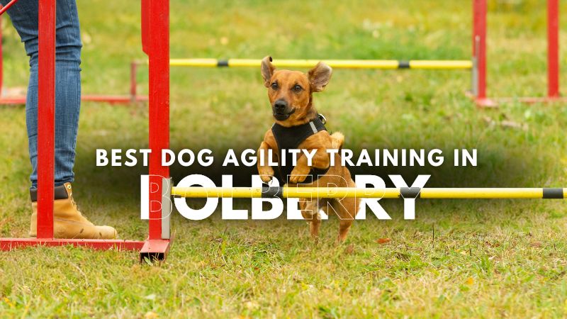 Best Dog Agility Training in Bolberry