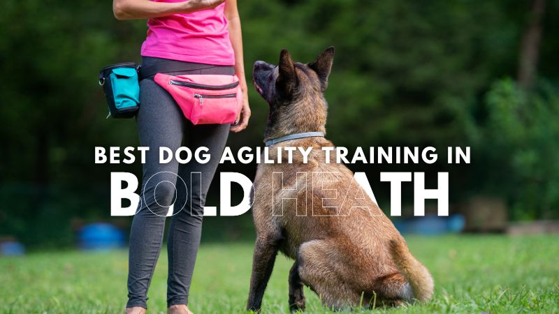 Best Dog Agility Training in Bold Heath