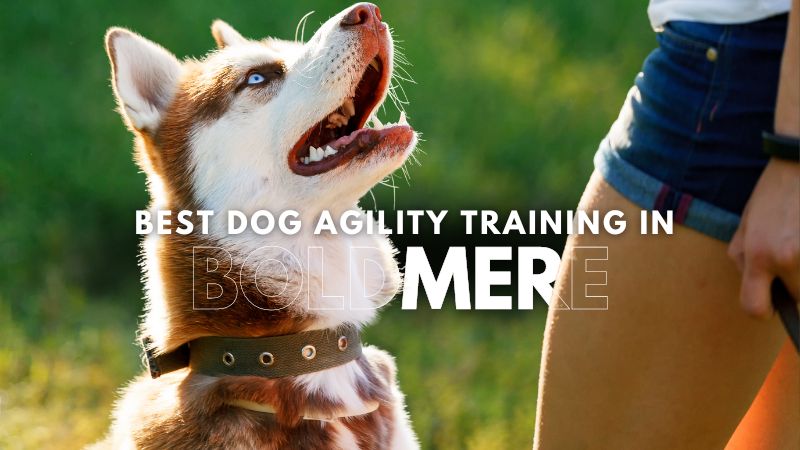 Best Dog Agility Training in Boldmere