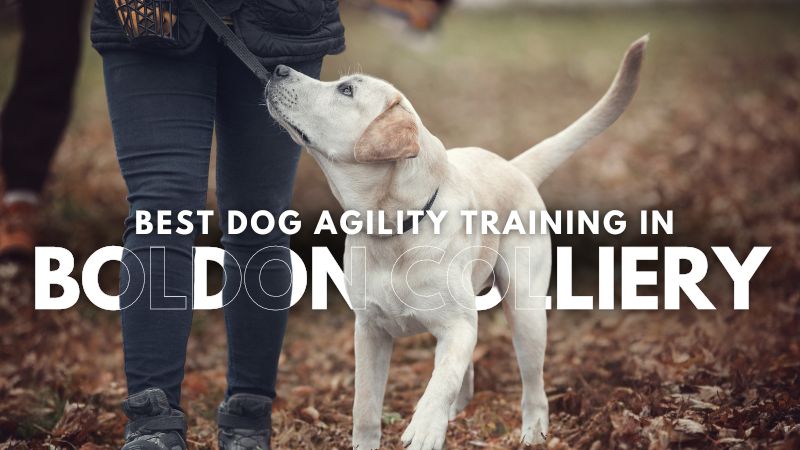 Best Dog Agility Training in Boldon Colliery