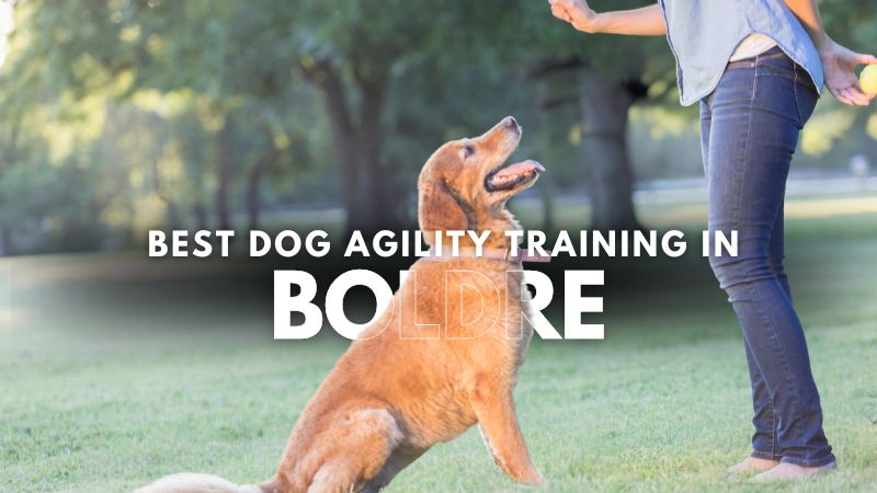 Best Dog Agility Training in Boldre
