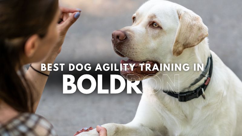 Best Dog Agility Training in Boldron