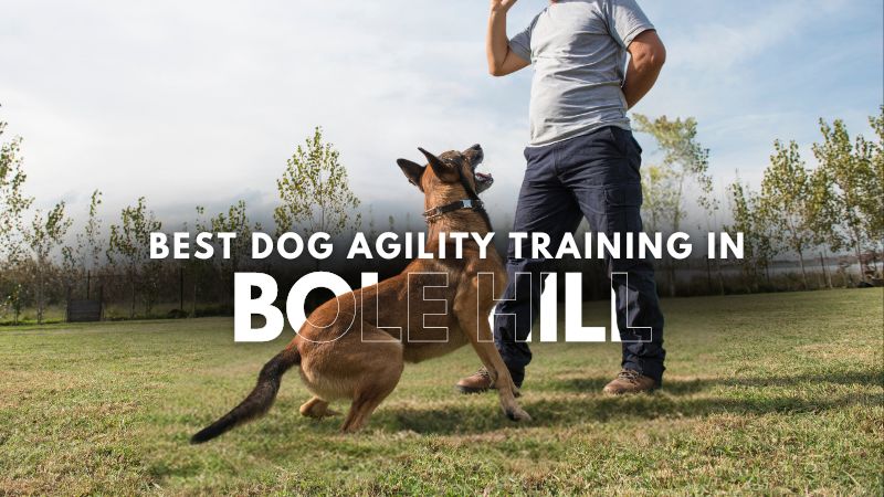 Best Dog Agility Training in Bole Hill
