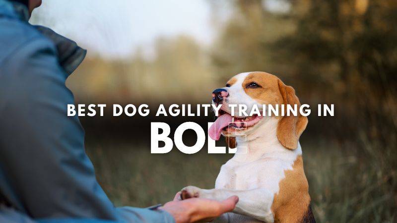 Best Dog Agility Training in Bole