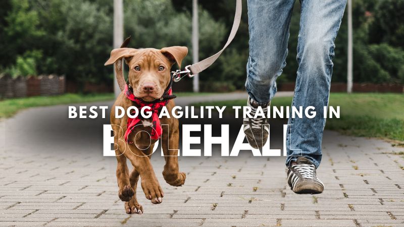 Best Dog Agility Training in Bolehall