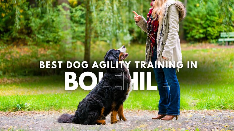 Best Dog Agility Training in Bolehill
