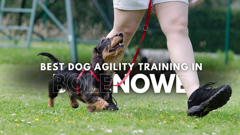 Best Dog Agility Training in Bolenowe
