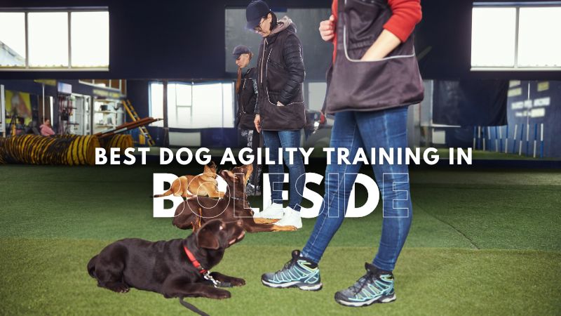Best Dog Agility Training in Boleside