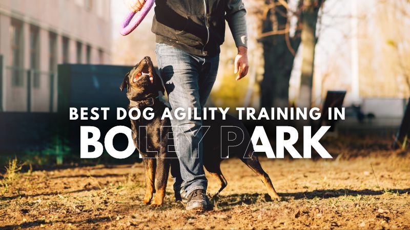 Best Dog Agility Training in Boley Park