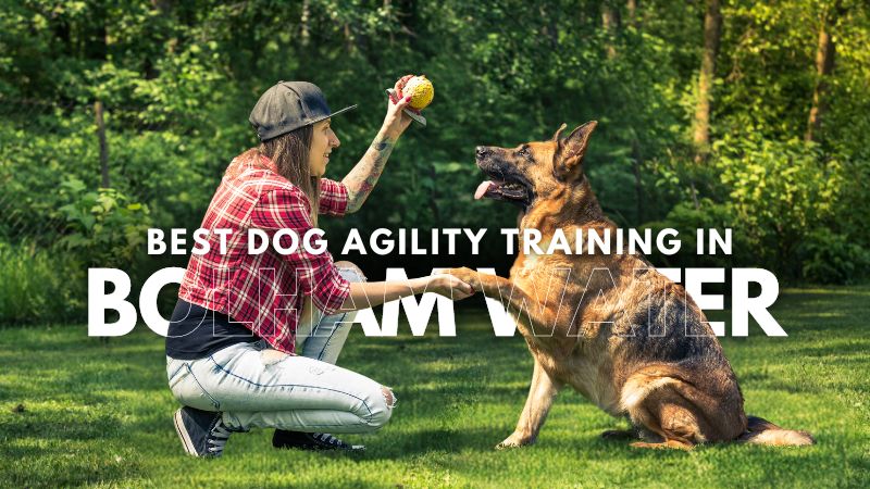 Best Dog Agility Training in Bolham Water