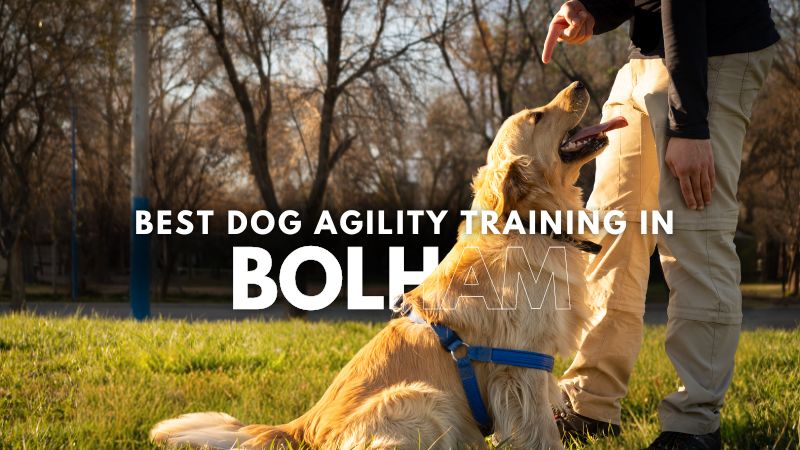 Best Dog Agility Training in Bolham