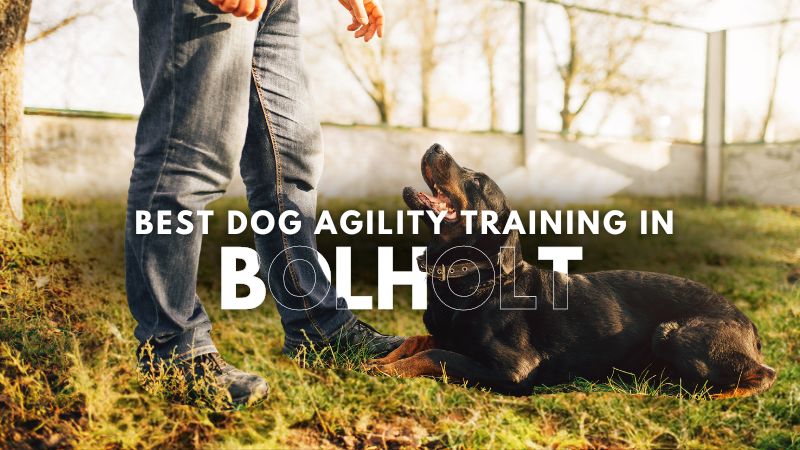 Best Dog Agility Training in Bolholt