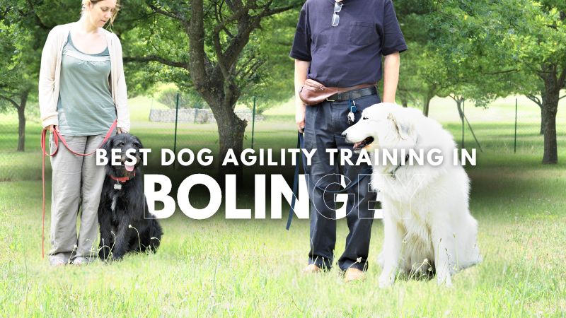 Best Dog Agility Training in Bolingey