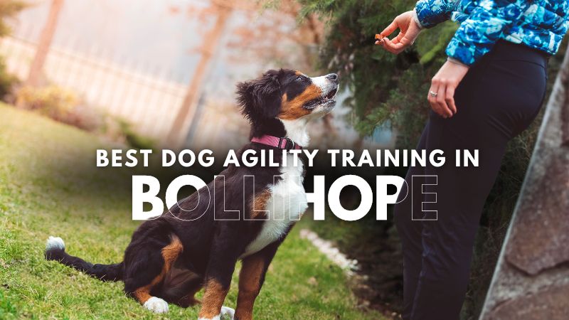 Best Dog Agility Training in Bollihope