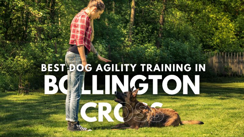 Best Dog Agility Training in Bollington Cross