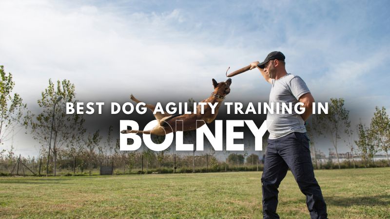 Best Dog Agility Training in Bolney