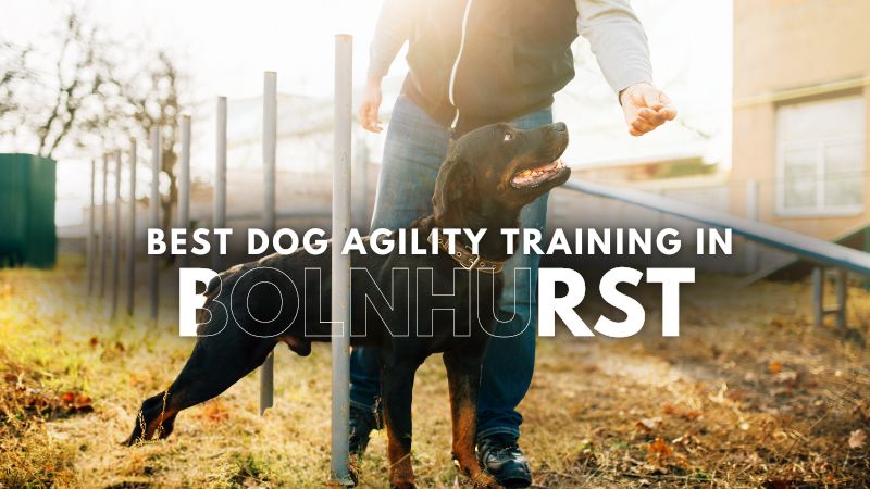 Best Dog Agility Training in Bolnhurst