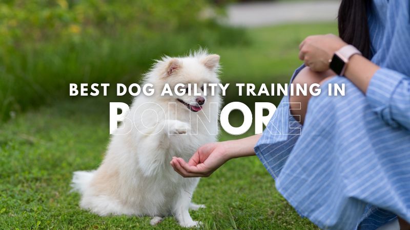 Best Dog Agility Training in Bolnore