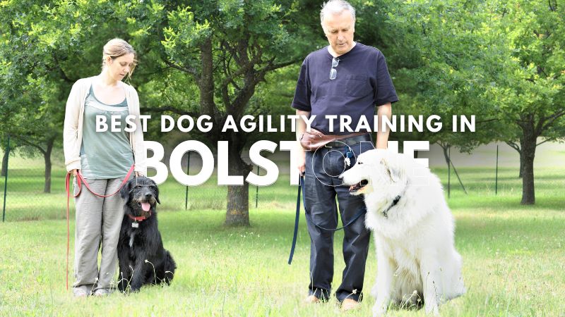 Best Dog Agility Training in Bolstone