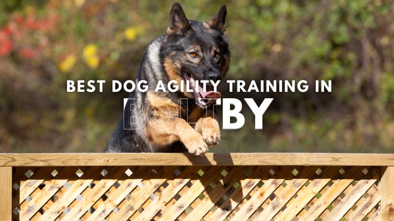 Best Dog Agility Training in Boltby