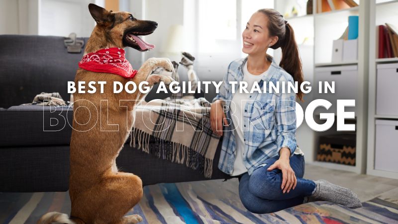 Best Dog Agility Training in Bolton Bridge