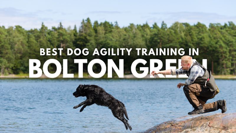 Best Dog Agility Training in Bolton Green