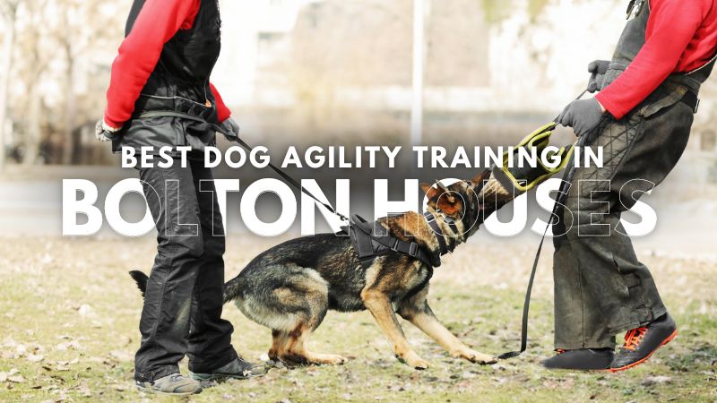 Best Dog Agility Training in Bolton Houses