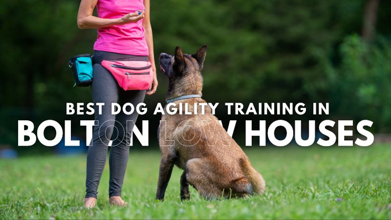 Best Dog Agility Training in Bolton Low Houses