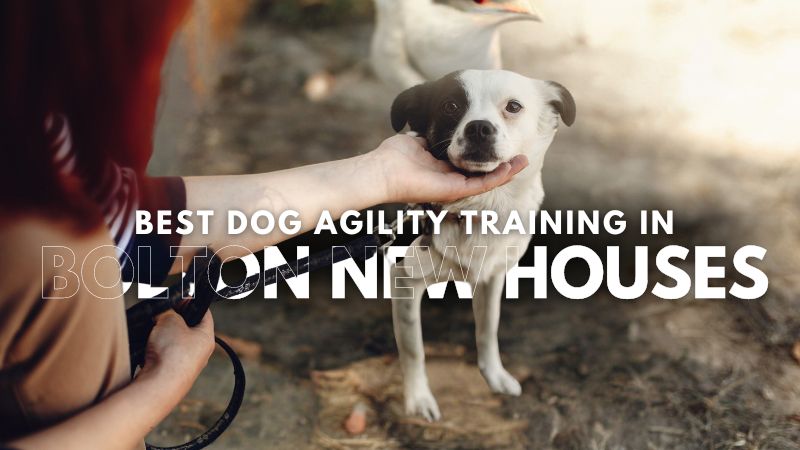 Best Dog Agility Training in Bolton New Houses