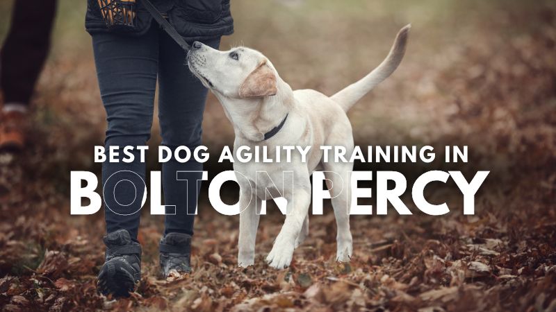 Best Dog Agility Training in Bolton Percy