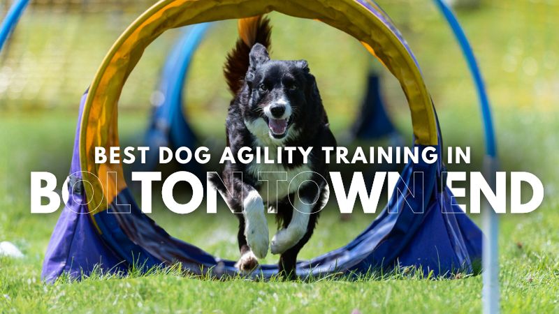 Best Dog Agility Training in Bolton Town End