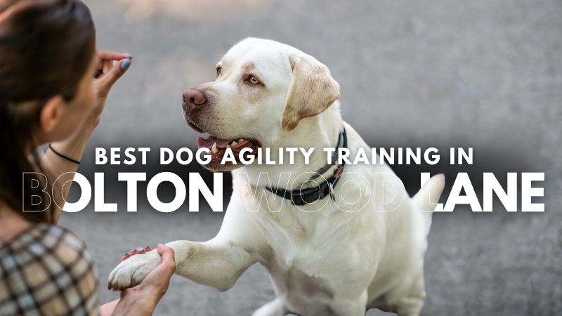 Best Dog Agility Training in Bolton Wood Lane
