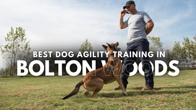 Best Dog Agility Training in Bolton Woods