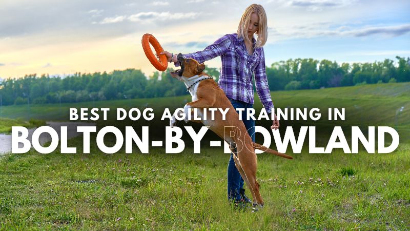 Best Dog Agility Training in Bolton-by-Bowland