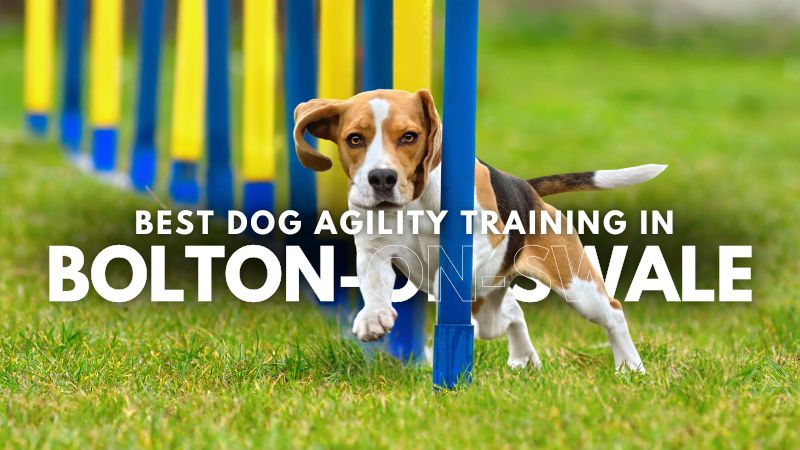 Best Dog Agility Training in Bolton-on-Swale