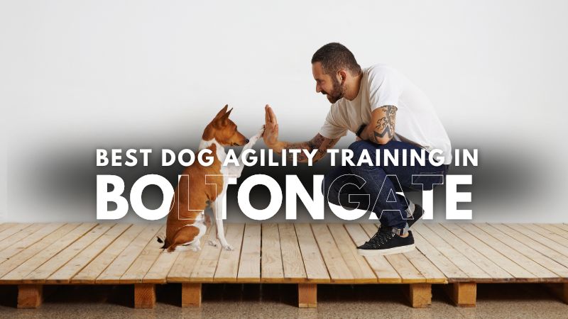 Best Dog Agility Training in Boltongate